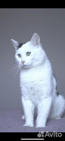 Котик из приюта