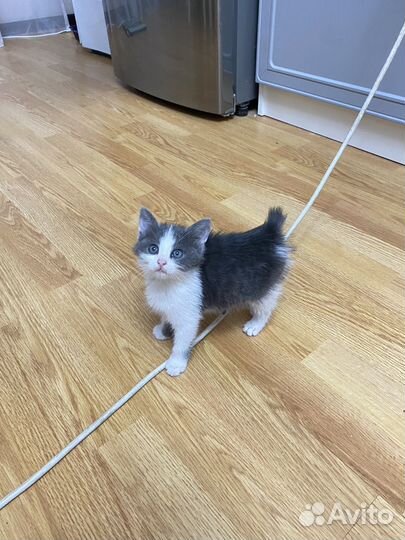 Котята бесплатно