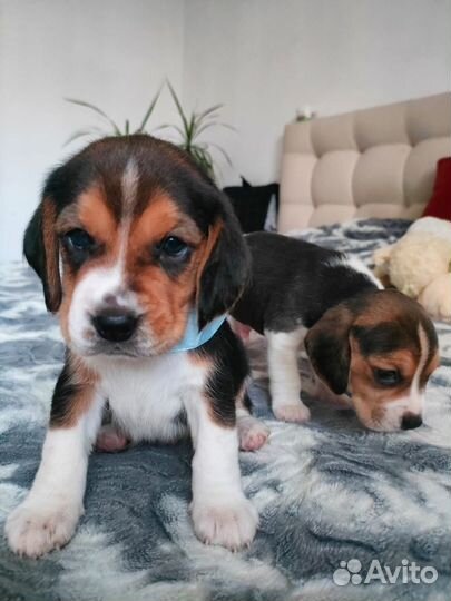 Щенки бигль