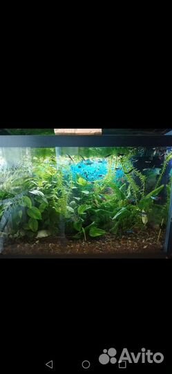 Аквариум