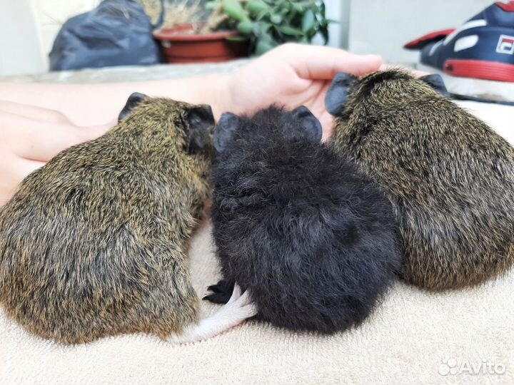 Морские свинки американский тедди