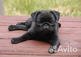 Щенки мопса черная девочка и беж мальчик