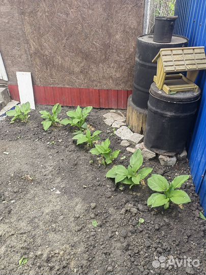 Хоста два вида