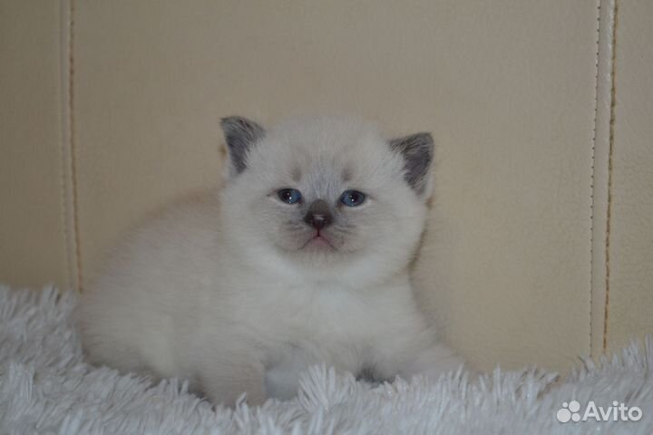 Шотландские вислоухие котята