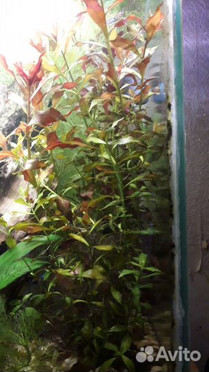 Растения для аквариума