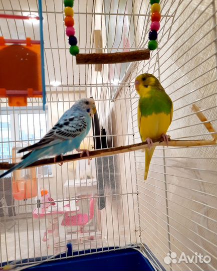 Волнистые попугаи с клеткой/ клетка для попугаев