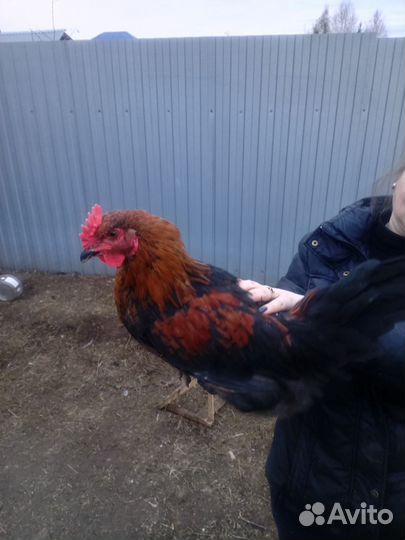 Молодые петухи