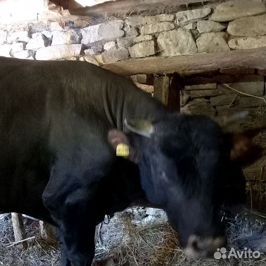 Бычки и быки