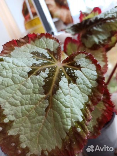 Продаю комнатные растения