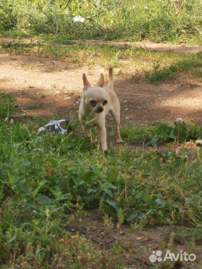 Супер мини девочка чихуахуа