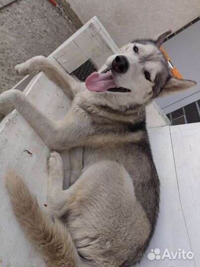 Найдена собака хаски