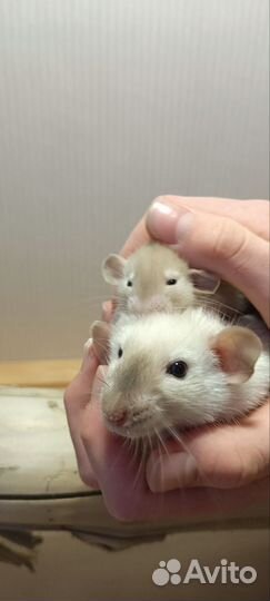 Крысенок дамбо сиамский