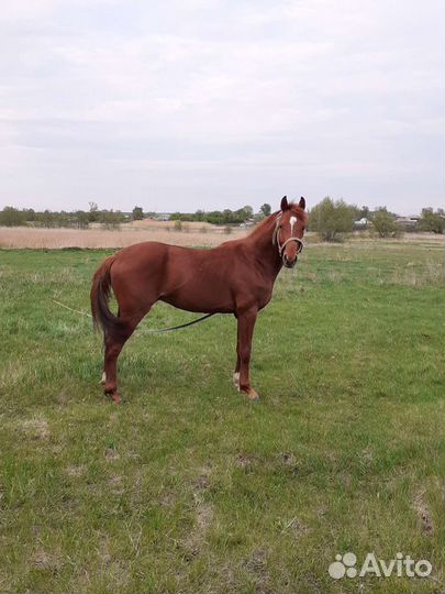Продается жеребец, случка