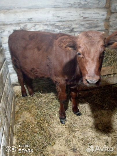 Телочка 7 мес