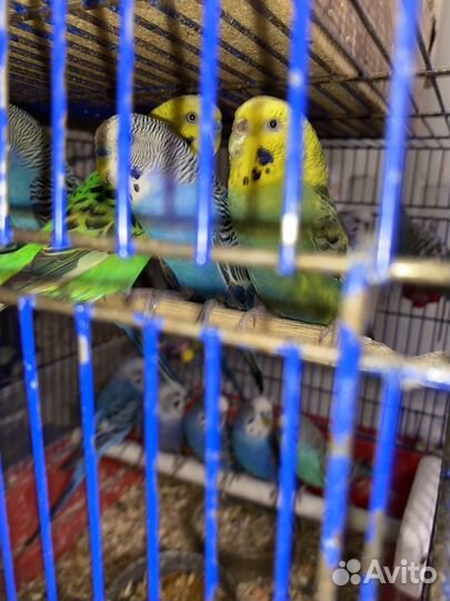 Птенцы волнистый попугай