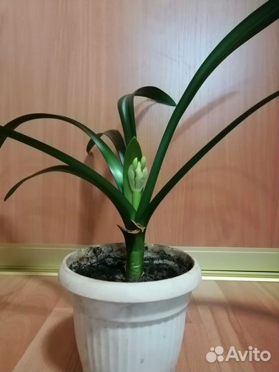 Комнатные цветы