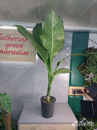 Диффенбахия