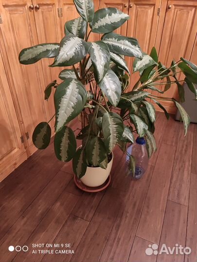Аглаонема с горшком