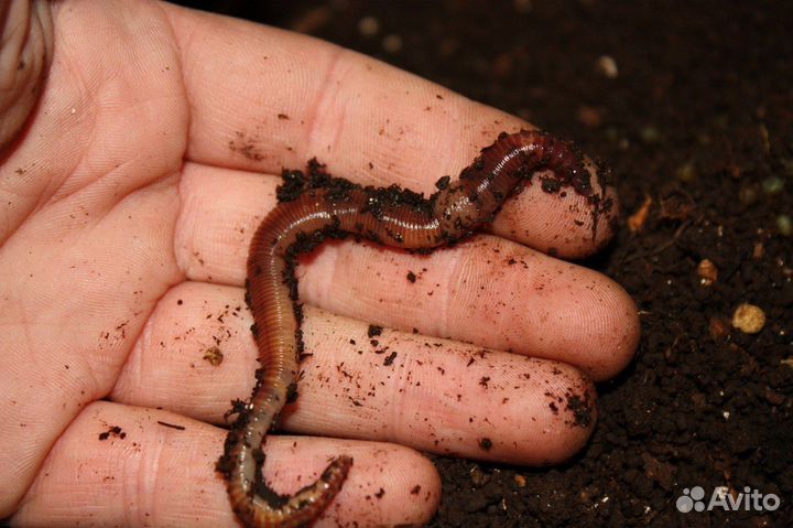 Червь крупный Дендробена