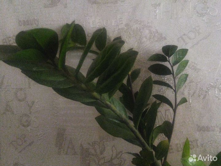 Цветущие комнатные цветы