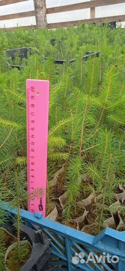 Сеянцы ели зкс и окс