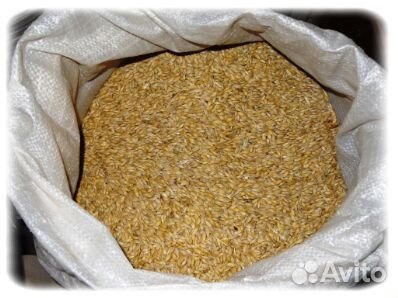 Ячмень Пшеница