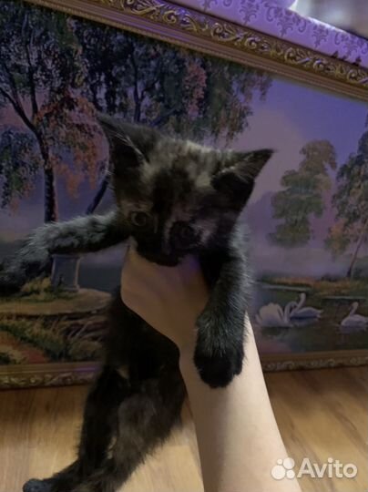 Котята девочки