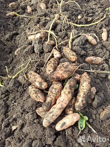 Семенной дикий картофель Аня - Anya Potato