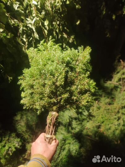 Банный веник из можжевельника