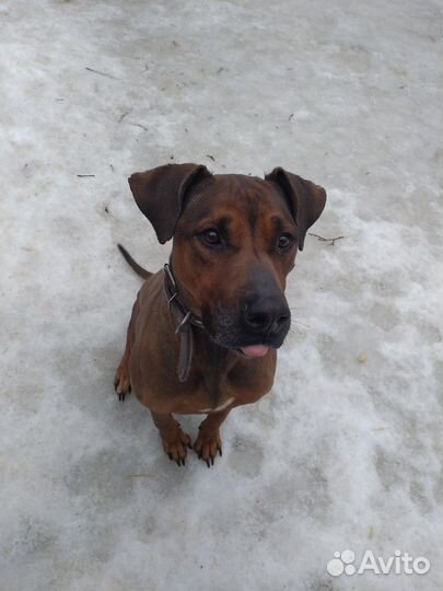 Дрессировка,выгул,передержка собак с кинологом