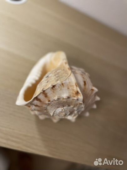 Ракушка большая морская