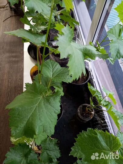 Саженцы винонрада