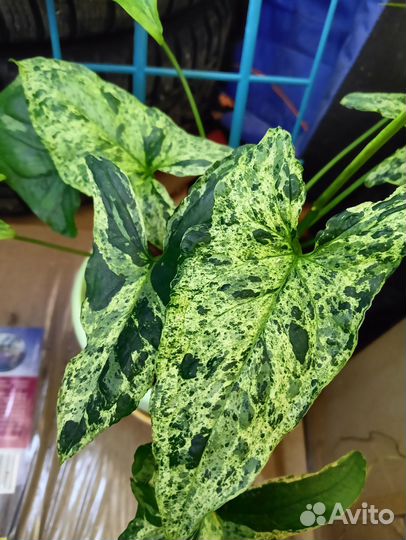 Сингониумы сортовые