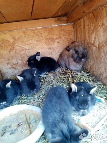 Кролик декоративный