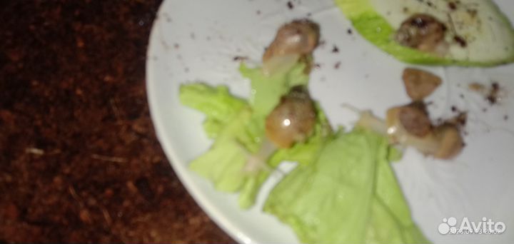 Улитки Ахатины Фулики бесплатно