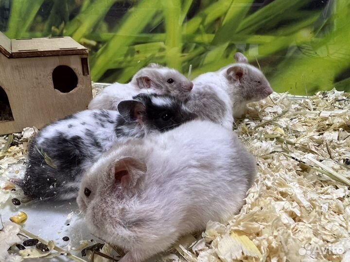 Сирийский хомяк, морская свинка, джунгарский хомяк