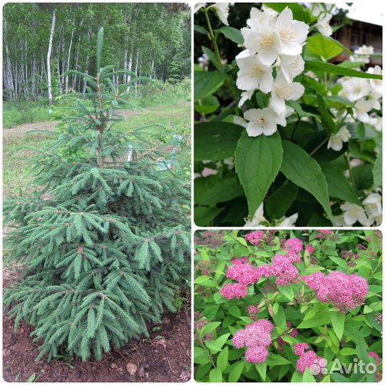 Растения садовые декоративные