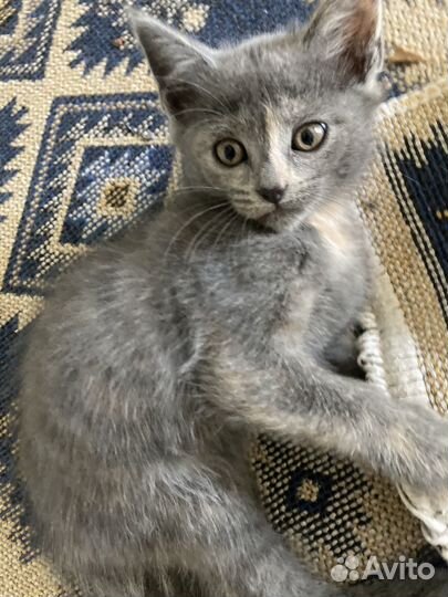 Кошки в добрые руки бесплатно