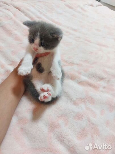 Пушистые котята