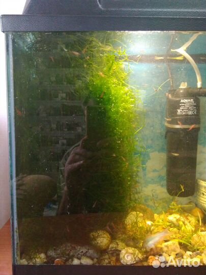 Аквариум