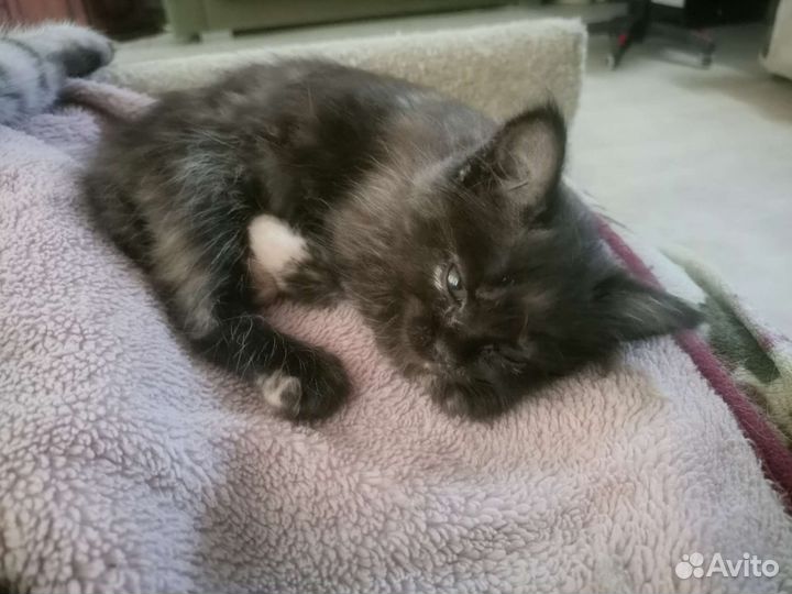 Котёнок-девочка, бесплатно