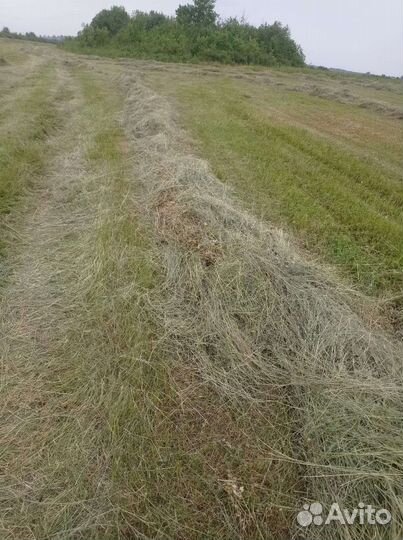 Сено в рулонах