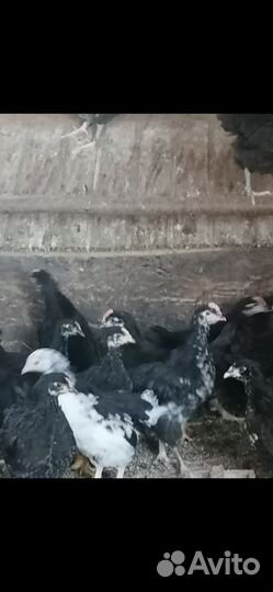 Продаются цыплята 2 месяца
