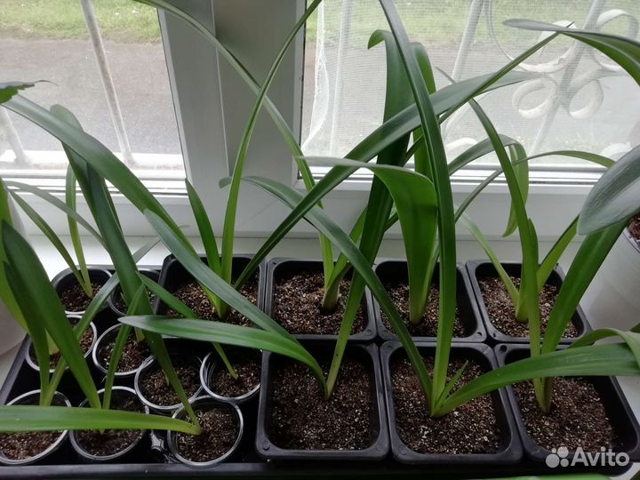 Гиппеаструм/Амарилис