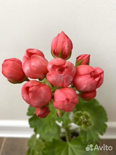 Пеларгония тюльпановидная