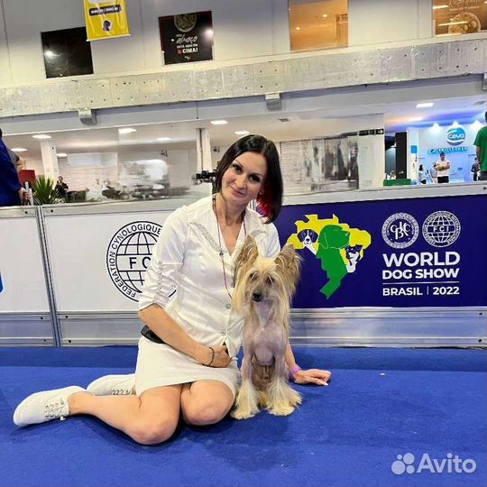 Предлагаю услуги хендлера