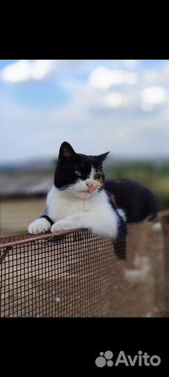 Кошки и котики