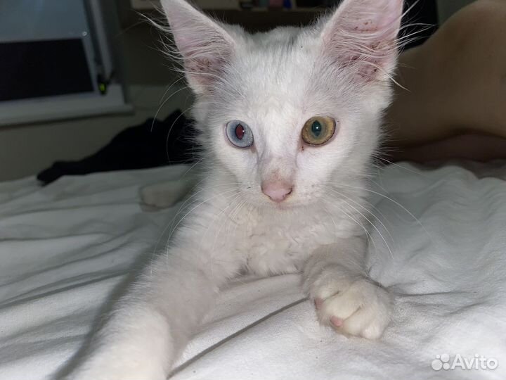 Котёнок турецкая Ангора