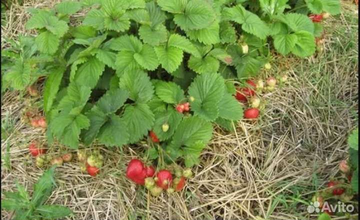 Рассада клубники (Камрад)