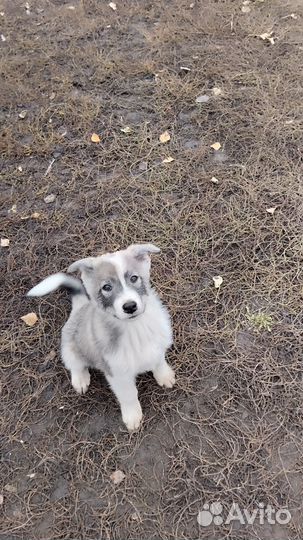 Щенки западно сибирской лайки